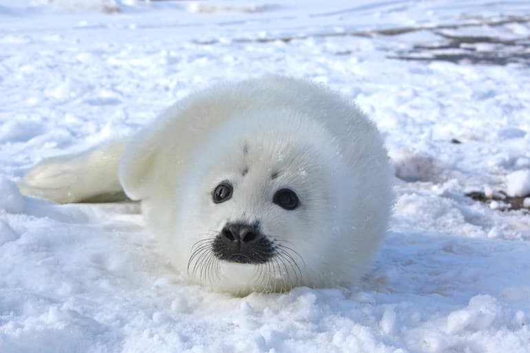 Сообщение о тюлене — описание, виды и среда обитания