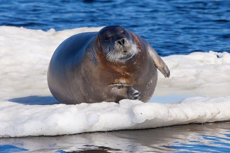 Сообщение о тюлене — описание, виды и среда обитания