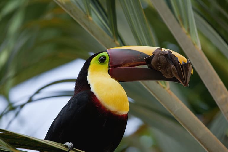 Сообщение о тукане &mdash; описание птицы, виды и характеристика