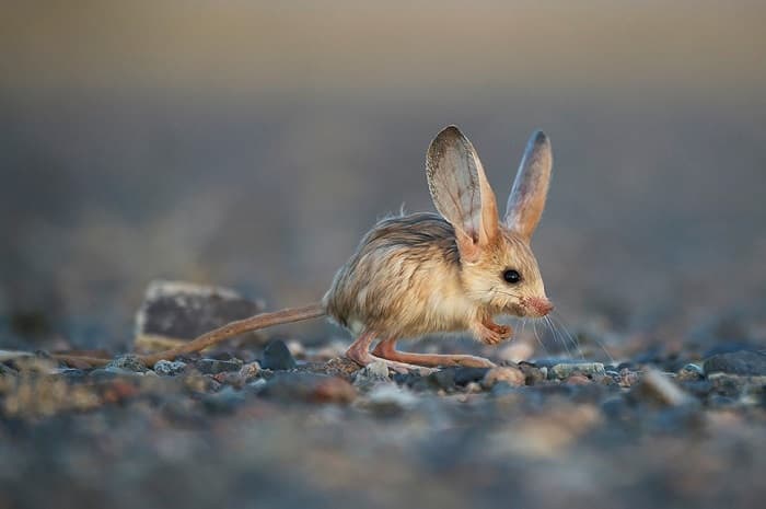 Сообщение о тушканчике &mdash; описание, среда обитания и виды грызунов