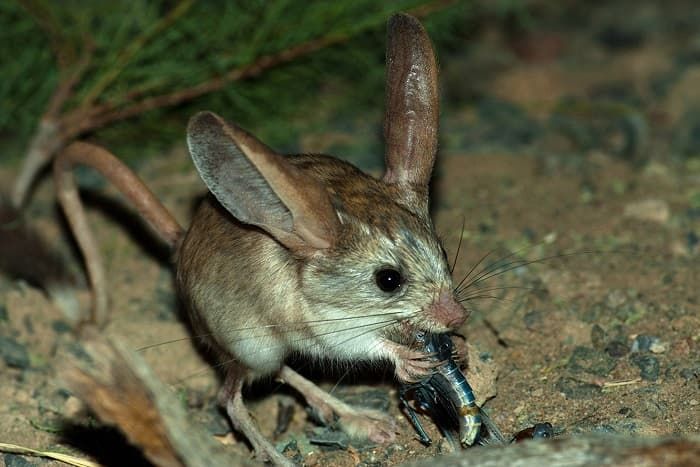 Сообщение о тушканчике &mdash; описание, среда обитания и виды грызунов