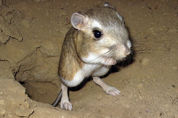 Сообщение о тушканчике &mdash; описание, среда обитания и виды грызунов