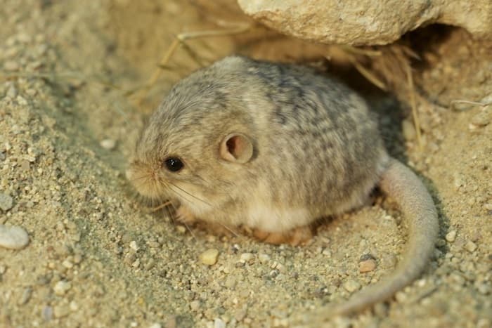 Сообщение о тушканчике &mdash; описание, среда обитания и виды грызунов