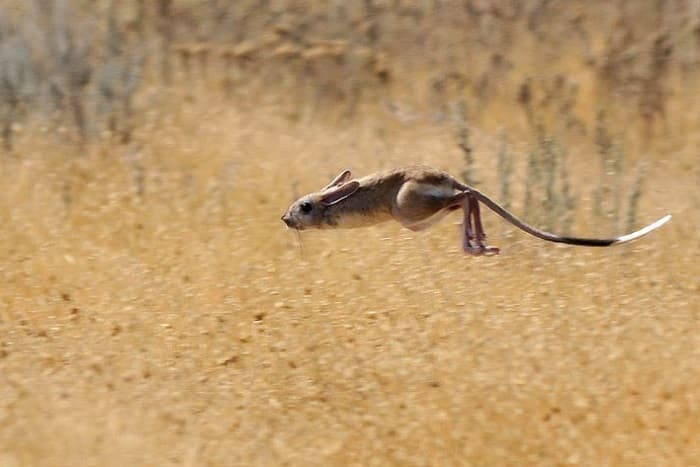Сообщение о тушканчике &mdash; описание, среда обитания и виды грызунов