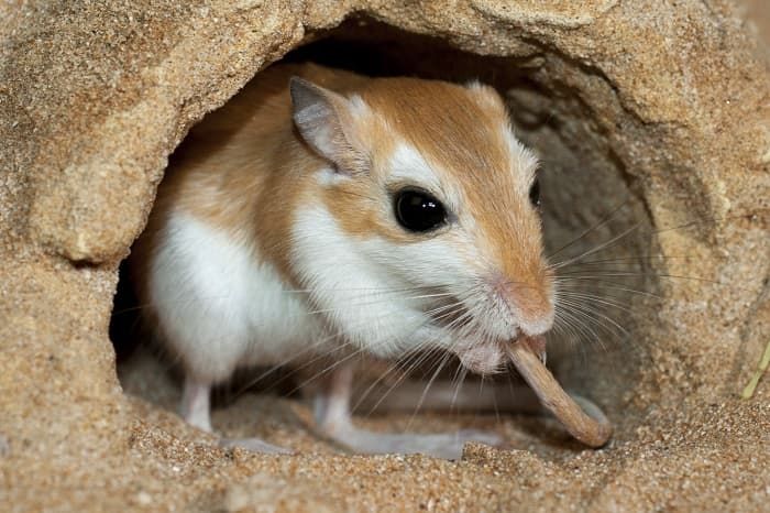 Сообщение о тушканчике &mdash; описание, среда обитания и виды грызунов