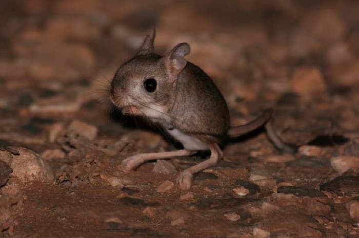 Сообщение о тушканчике &mdash; описание, среда обитания и виды грызунов