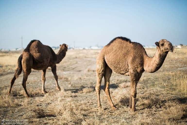 Сообщение о верблюде &mdash; описание, виды и среда обитания
