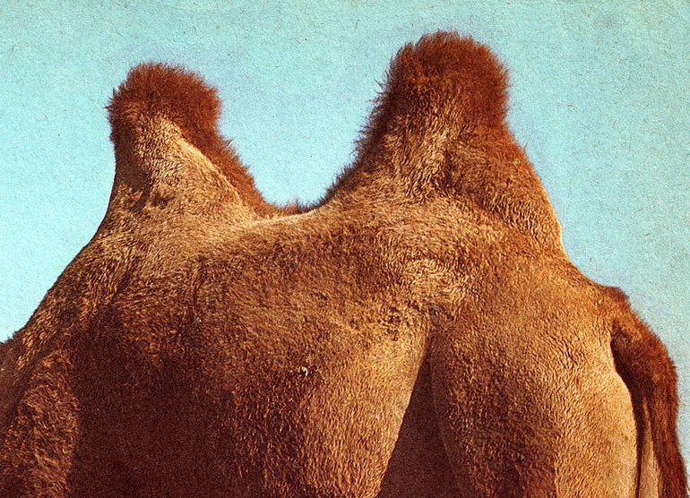 Сообщение о верблюде &mdash; описание, виды и среда обитания