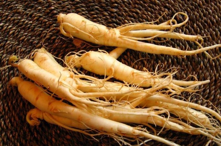 Сообщение о женьшене по окружающему миру &mdash; описание, свойства и применение растения