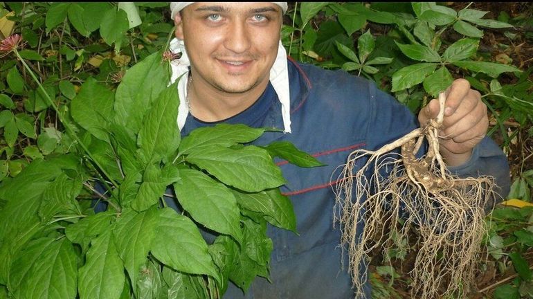 Сообщение о женьшене по окружающему миру &mdash; описание, свойства и применение растения