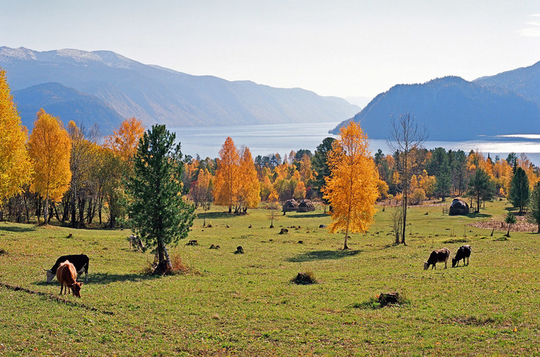 Сообщение об Алтайскиом заповеднике &mdash; положение, описание флоры и фауны
