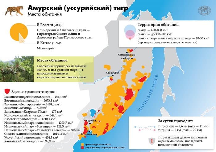 Сообщение об амурском тигре для 4 класса &mdash; описание, среда обитания и образ жизни животного