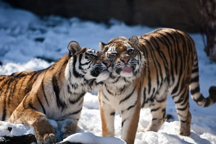 Сообщение об амурском тигре для 4 класса &mdash; описание, среда обитания и образ жизни животного