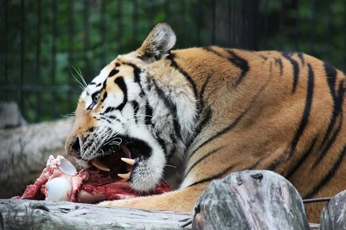 Сообщение об амурском тигре для 4 класса &mdash; описание, среда обитания и образ жизни животного