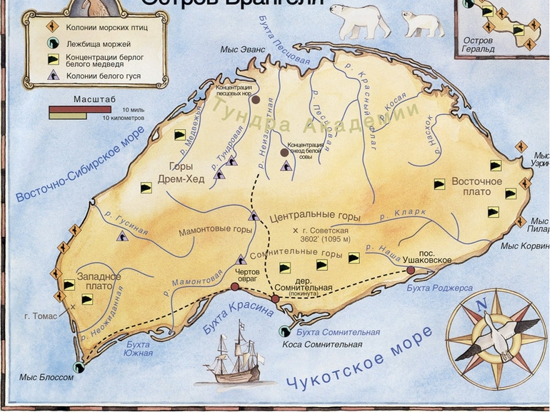 Сообщение по окружающему миру для 4 класса об острове Врангеля