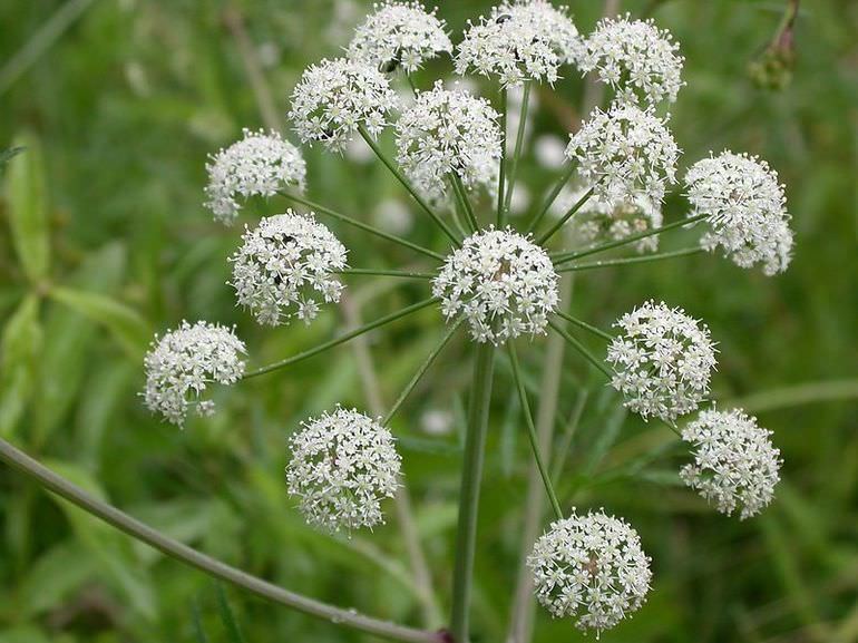 Сообщение по окружающему миру про ядовитые растения &mdash; признаки, виды и примеры