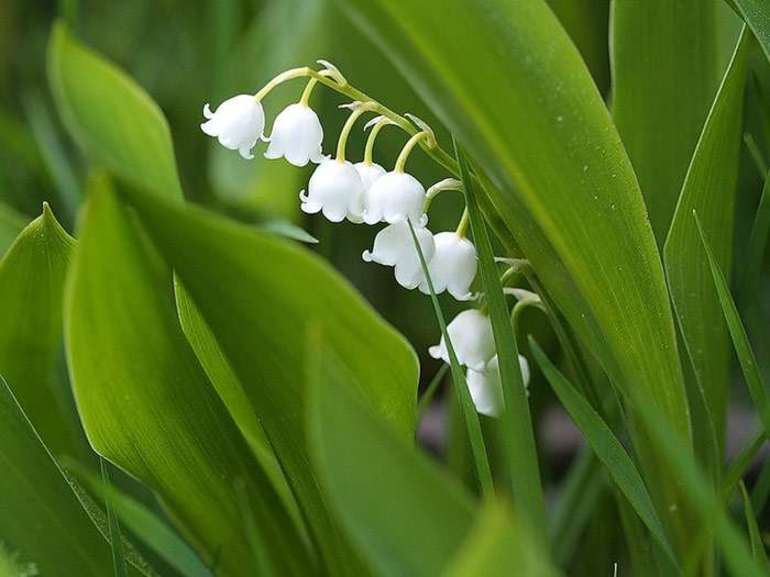 Сообщение по окружающему миру про ядовитые растения &mdash; признаки, виды и примеры