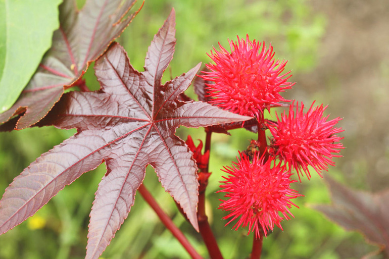 Сообщение по окружающему миру про ядовитые растения &mdash; признаки, виды и примеры