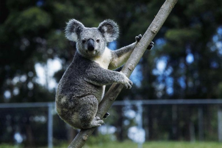 Сообщение про коалу &mdash; описание, образ жизни и интересные факты о травоядном животном