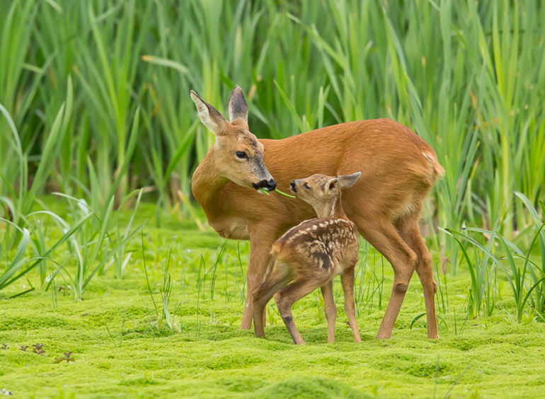 Сообщение про косулю &mdash; описание животного, чем питается и где обитает
