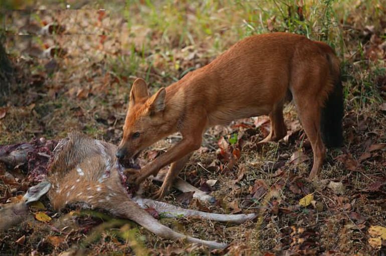 Сообщение про косулю &mdash; описание животного, чем питается и где обитает