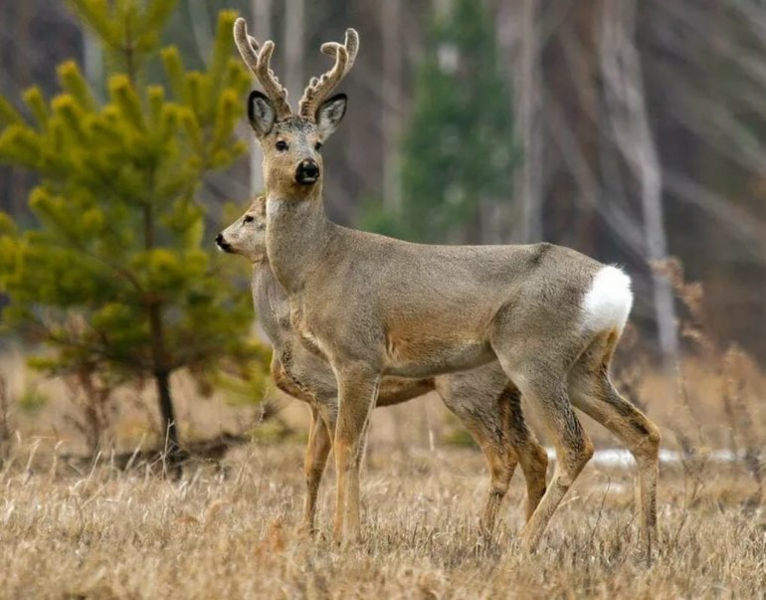 Сообщение про косулю &mdash; описание животного, чем питается и где обитает