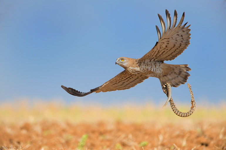 Сообщение про степную гадюку &mdash; описание, образ жизни и среда обитания