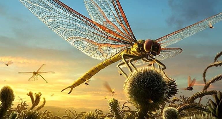 Сообщение про стрекоз — описание, характеристика и виды насекомых