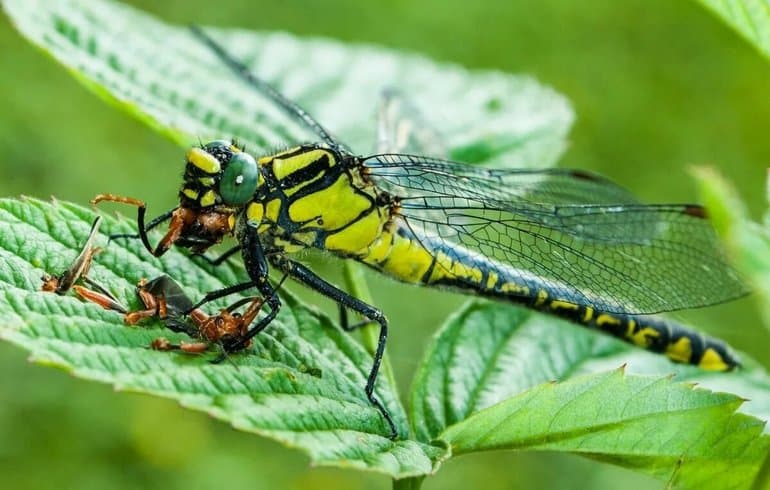 Сообщение про стрекоз — описание, характеристика и виды насекомых
