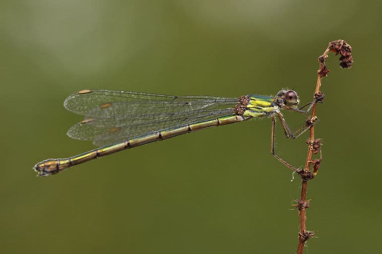 Сообщение про стрекоз — описание, характеристика и виды насекомых