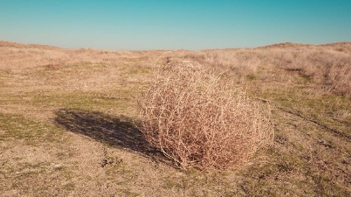 Способы распространения плодов &ndash; кратко (3 класс, окружающий мир)&nbsp;