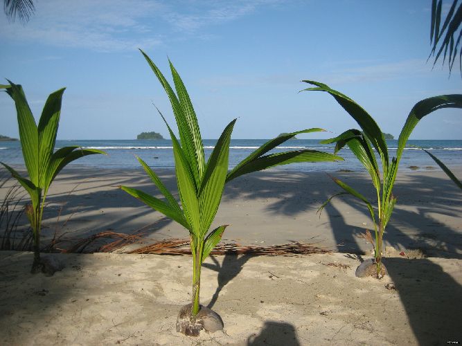 Способы распространения плодов &ndash; кратко (3 класс, окружающий мир)&nbsp;