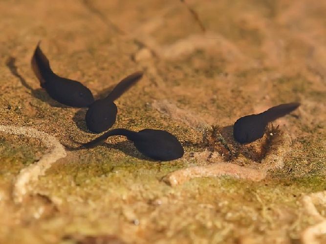 Сравнения лягушки и жабы &ndash; сходство и различие по окружающему миру для 2 класса