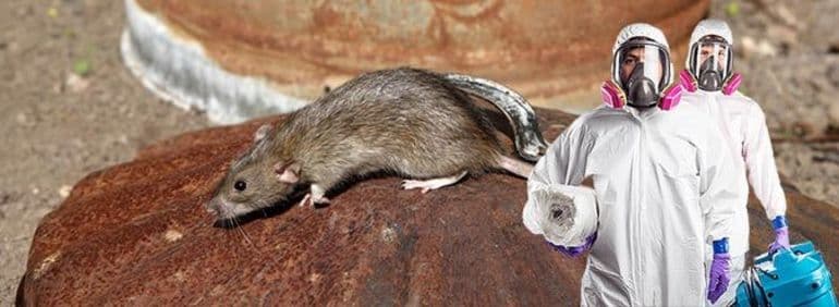 Степной орел &mdash; краткое описание птицы и интересные факты