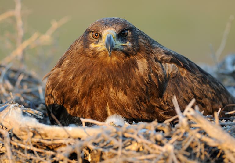 Степной орел &mdash; краткое описание птицы и интересные факты