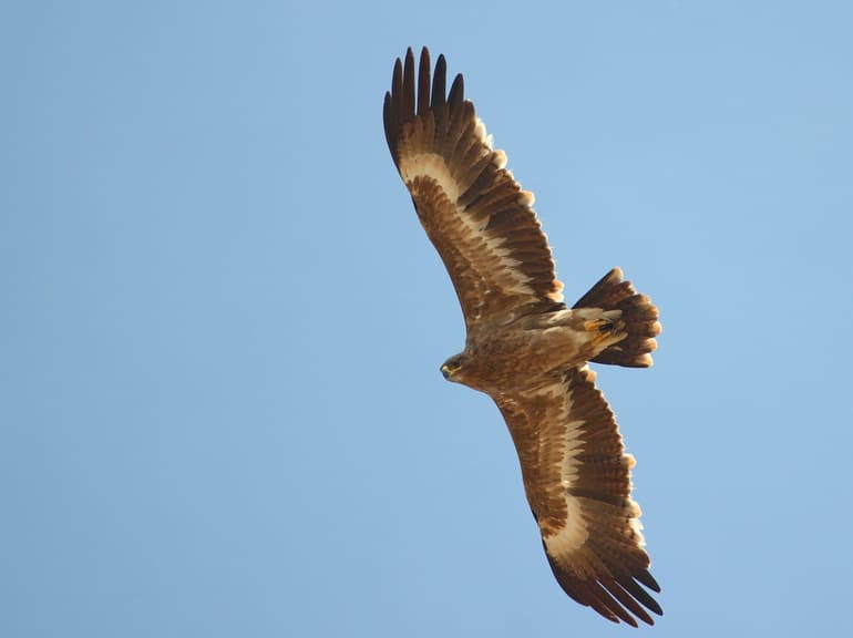 Степной орел &mdash; краткое описание птицы и интересные факты