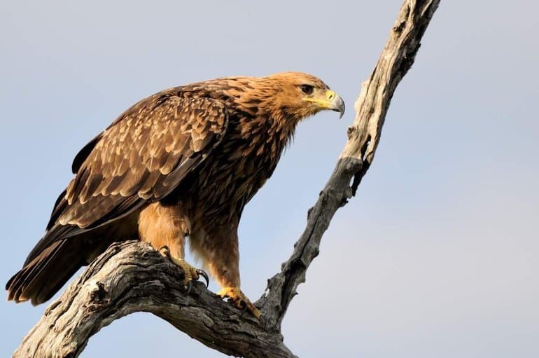 Степной орел &mdash; краткое описание птицы и интересные факты