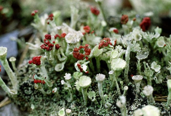 Субарктический климат – характеристика климатического пояса с количеством осадков