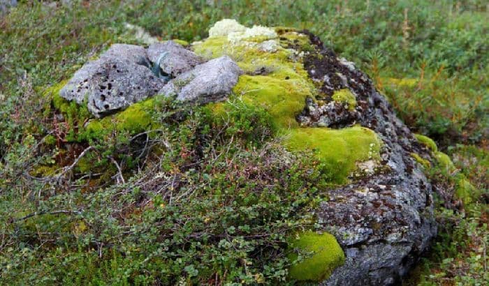 Субарктический пояс &ndash; особенности географического положения, характеристика и описание растений