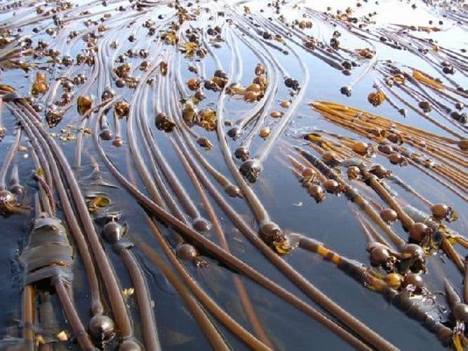 Субарктический пояс &ndash; особенности географического положения, характеристика и описание растений