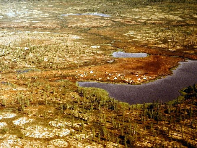 Субарктический пояс &ndash; особенности географического положения, характеристика и описание растений