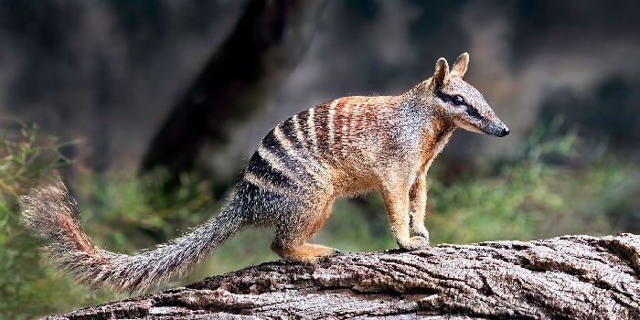Сумчатые млекопитающие – разнообразие видов, представители, особенности, список и примеры