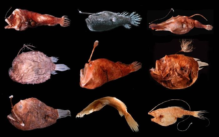 Связь между растениями и животными &ndash; примеры взаимосвязи кратко для детей (2 класс, окружающий мир)