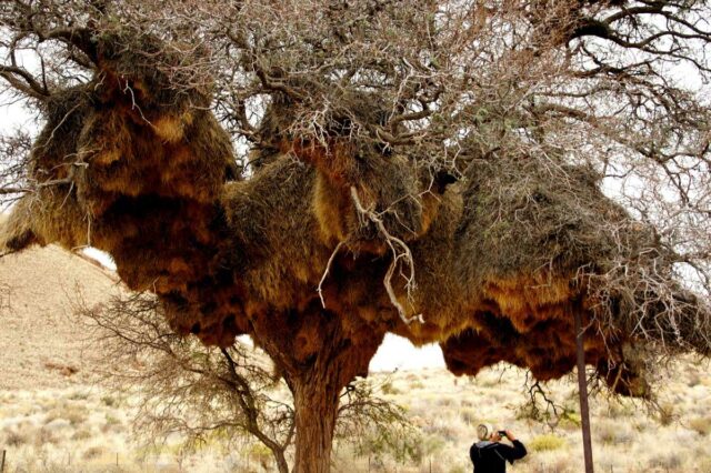 Связь между растениями и животными &ndash; примеры взаимосвязи кратко для детей (2 класс, окружающий мир)