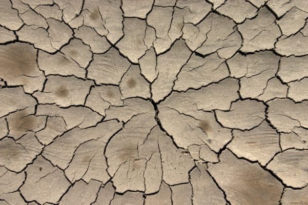 Связь между живой и неживой природой – способы, почва во взаимосвязи объектов