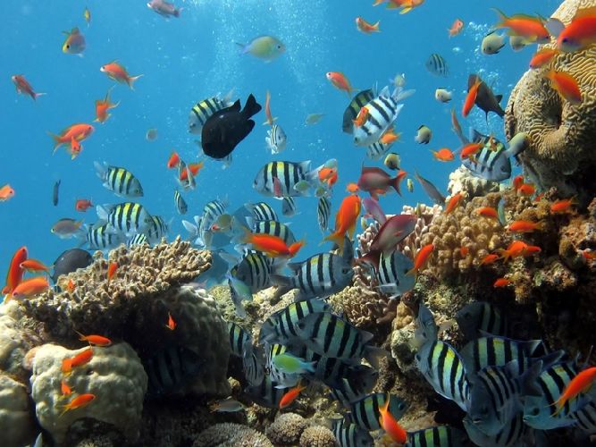 Свойства океанических вод &ndash; кратко главные свойства вод&nbsp; Мирового океана (6 класс, география)