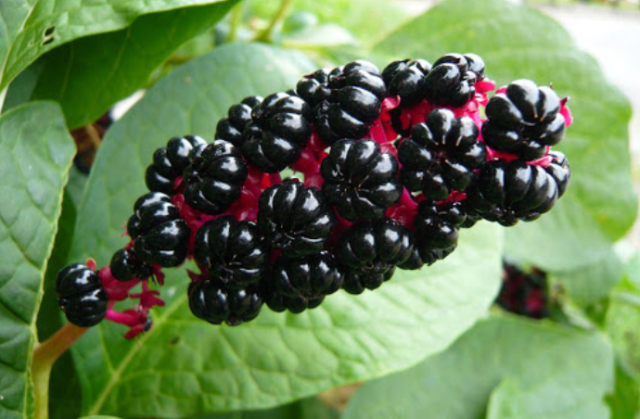 Теплолюбивые и холодостойкие растения &ndash; список, примеры кратко для доклада (3 класс, окружающий мир)