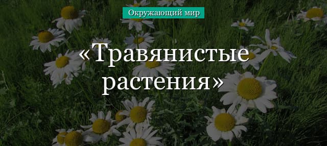 Травянистые растения – плоды, формы листьев, характерные признаки (1 класс)