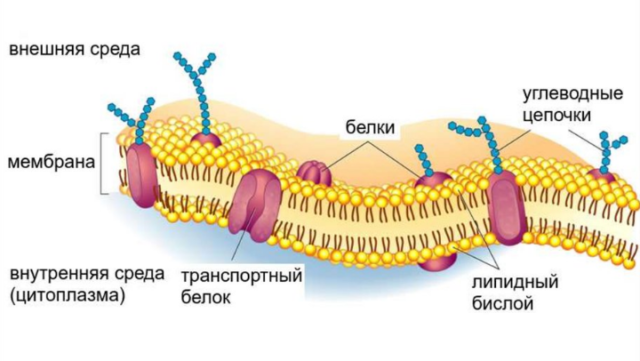 Триглицериды – строение, формулы