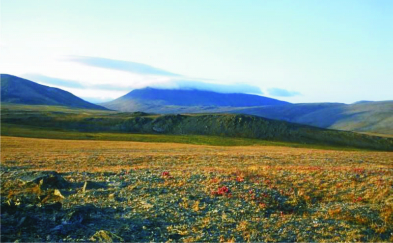 Тундра — характеристика природной зоны, особенности климата, флоры, фауны